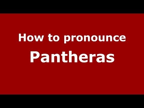 How to Pronounce Pantheras - PronounceNames.com