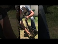 Gaboon Viper necked