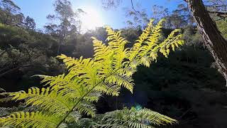 Ferns Grew Up. Why Couldn’t They Move On?