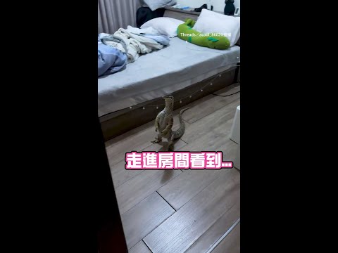 【在演哪齣？？】砂巨蜥站立發呆盯門口...哥吉拉魂上身XD｜#寵物雲 #shorts