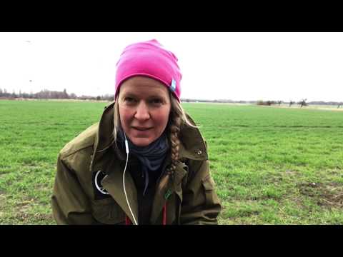 HALSBAND ODER GESCHIRR?