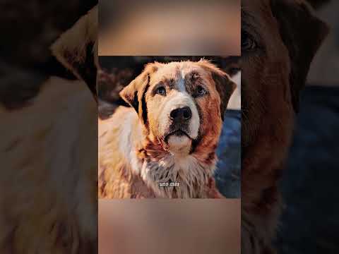 🐕🐺 ¡De Un Perro Común al Rey de los Lobos! 👑❤️ #Shorts #viralvideo #recapshorts