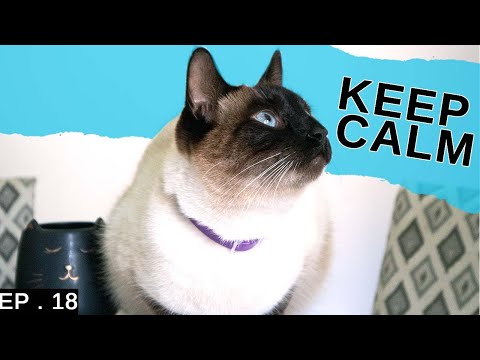 Should your cat wear a calming collar