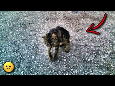 A skinny cat barely moved its paws and limped through the yard, but no one noticed it.