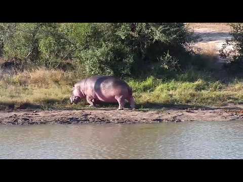 Djuma: Hippo out marking and grazing - 15:40 - 05/19/20