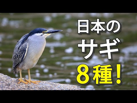 プシティヌス・シアヌルス