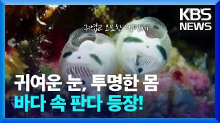 바다에 판다가 산다?!! 투명한 몸통의 판다 정체는?