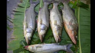 Lila Downs-Celso Piña, Totó. el pescador.wmv