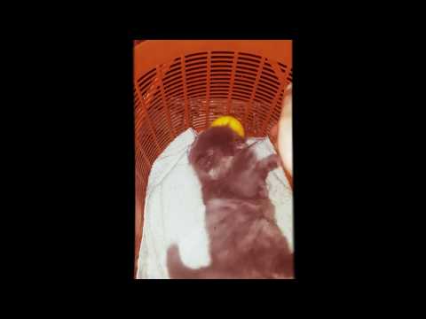 Persian Cat Zayna.. Playing a lot...