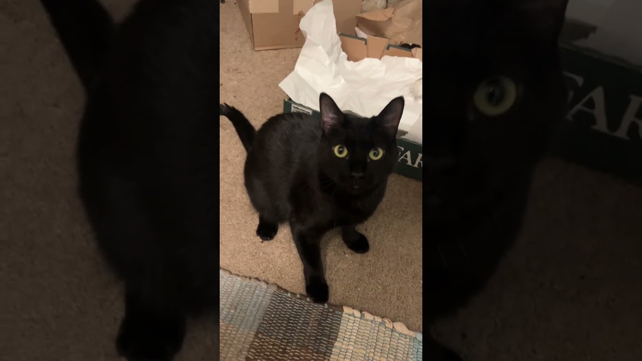 Bogey, a Adoptable Domestic Short Hair in Springfield, OR video 5/5