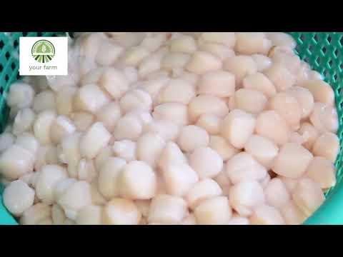 Modern Scallop Fishing Vessel - Hundreds Tons of Scallop Processing in Modern Factory