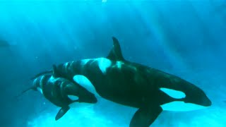 Orca Experts Go to SeaWorld