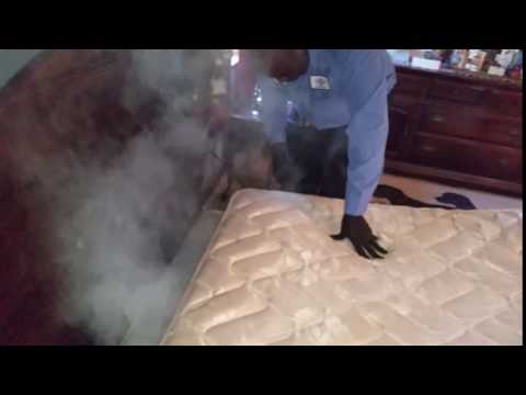 Steaming bed bugs dead in Iselin, NJ
