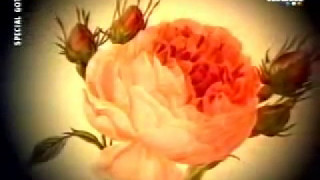 Einsturzende Neubauten - Blume