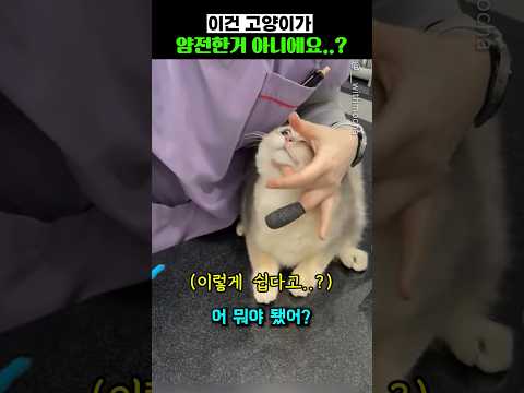 이건 고양이가 얌전한거 아니에요..?