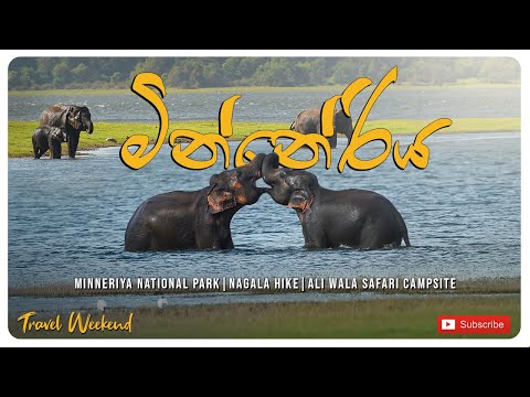 Minneriya National Park | Nagala  Hike | Aliwala Safari Camp Site #travelweekend  #polonnaruwa 