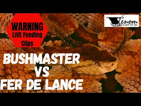 2 of Brazil's Deadliest Pit Vipers | Bushmaster vs Fer de lance