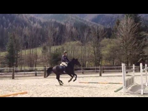 Cormik (Cormint/Heraldik) geb.2012