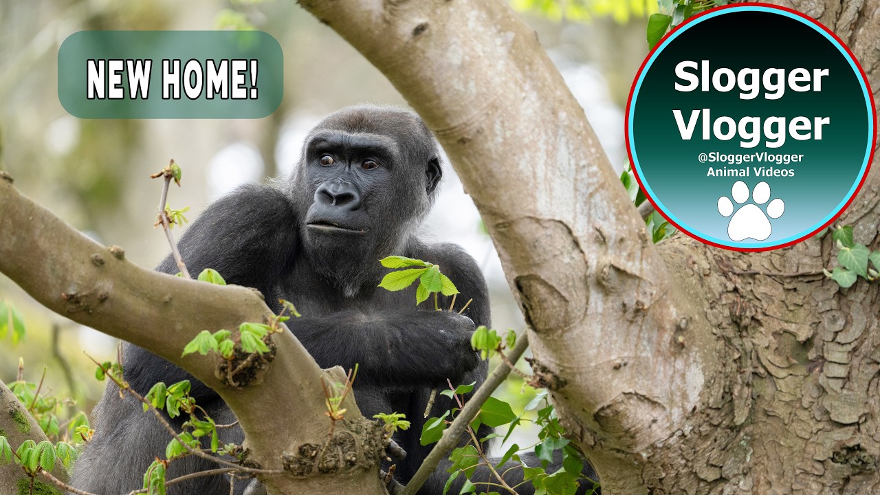 DISCOVERING the brand new African Forest at Bristol Zoo Project 🌿🦍 @bristolzooproject