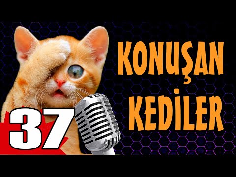 Konuşan Kediler 37 - En Komik Kedi Videoları