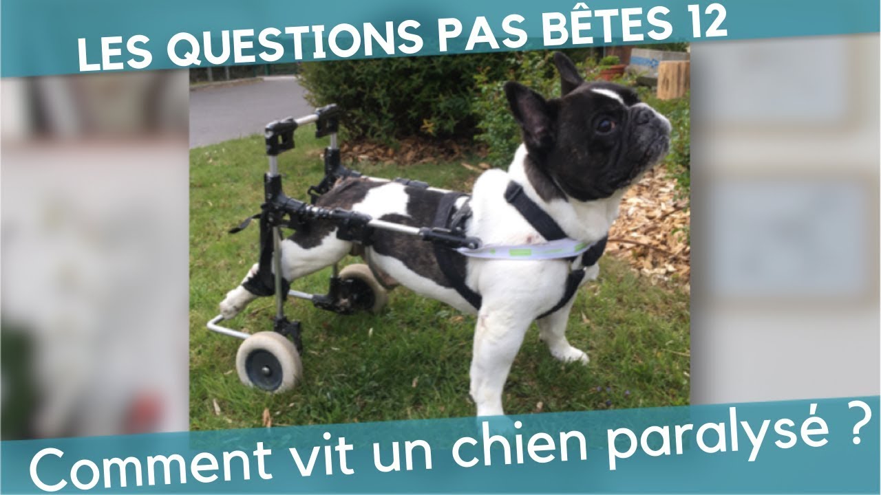 LQPB 12 : Comment vivent les chiens paralysés 