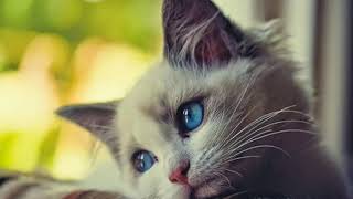 Adiemus - Amate  Adea