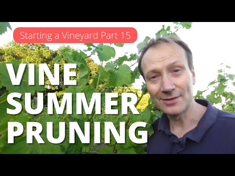 Starting a Vineyard Part 15 - Summer Prunning
