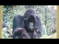 Tarzan DisneyPedia Living In The Jungle