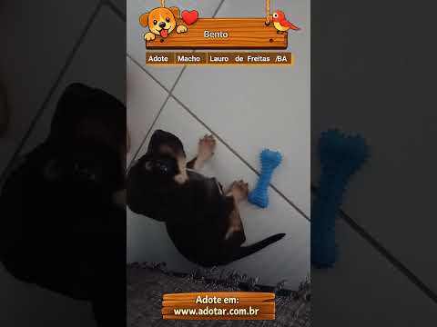 Vídeo de Bento