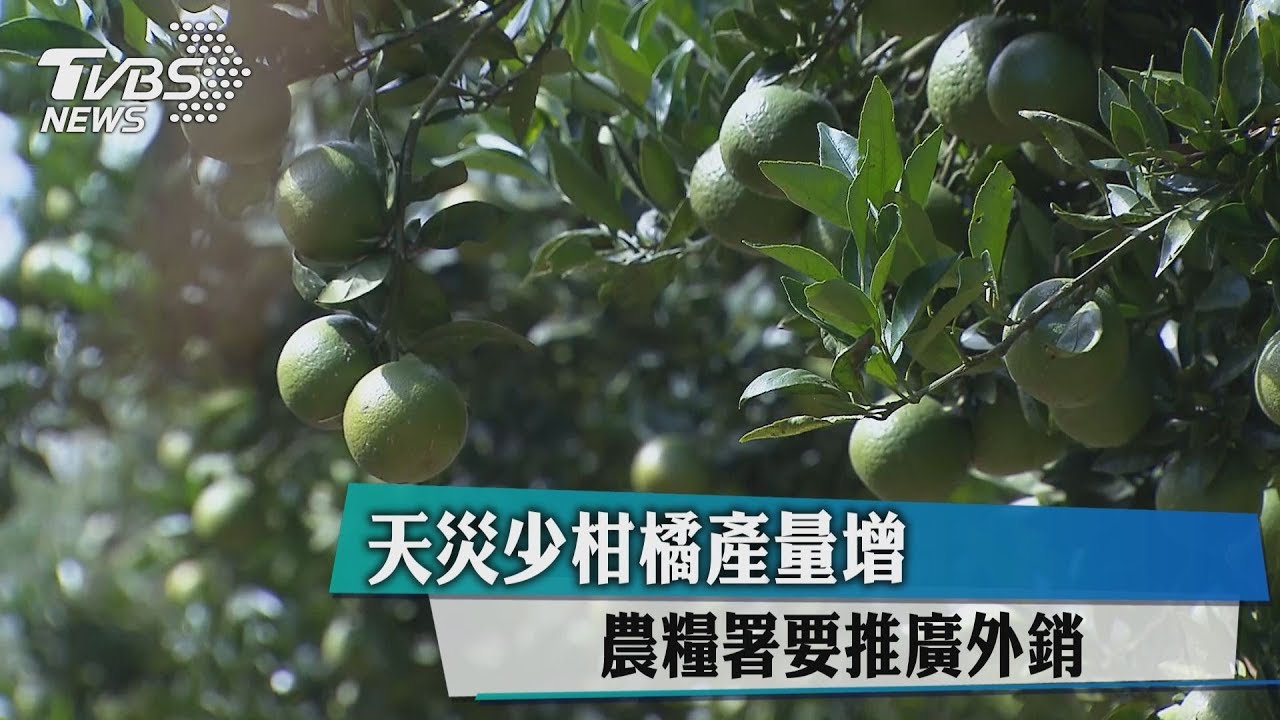天災少柑橘產量增 農糧署要推廣外銷