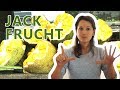 Jackfruit young unripe video