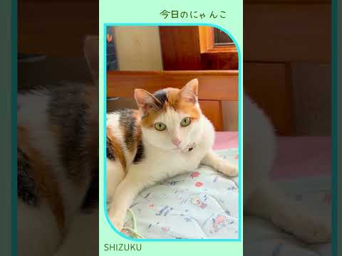 猫のいる暮らし」のYahoo!リアルタイム検索 - X（旧Twitter）を