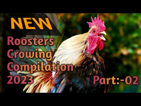 Rooster Crowing Compilation 2023 || Natural Rooster Crowing Sound Effects Part:-02