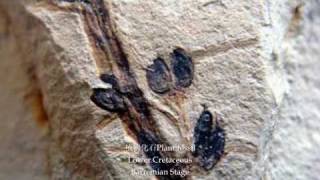 preview picture of video 'Fabulous Chinese Lower Cretaceous plant and feather Fossils'