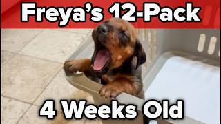 Video preview image #7 Labrador Retriever-Rhodesian Ridgeback Mix Puppy For Sale in FRESNO, CA, USA