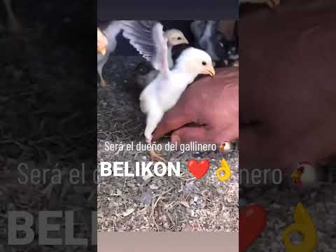 Pelea de gallos