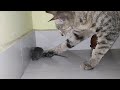CAT VS MOUSE SEASON 2 CAT EATS MOUSE ALIVE RAT EATEN BY CAT PART 2