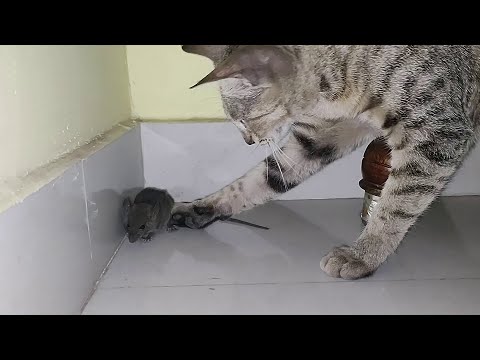 CAT VS MOUSE SEASON 2 | CAT EATS MOUSE ALIVE | RAT EATEN BY CAT PART 2
