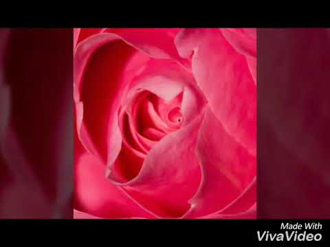 Shape of You | by Arushi | Arushi musics