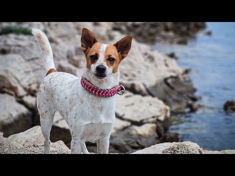 Fenka Pampi v Chorvátsku na ostrove Rab.