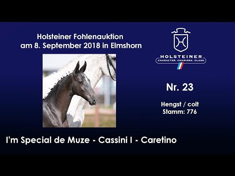 Holsteiner Fohlenauktion | Nr. 23 v. I'm Special de Muze - Cassini I