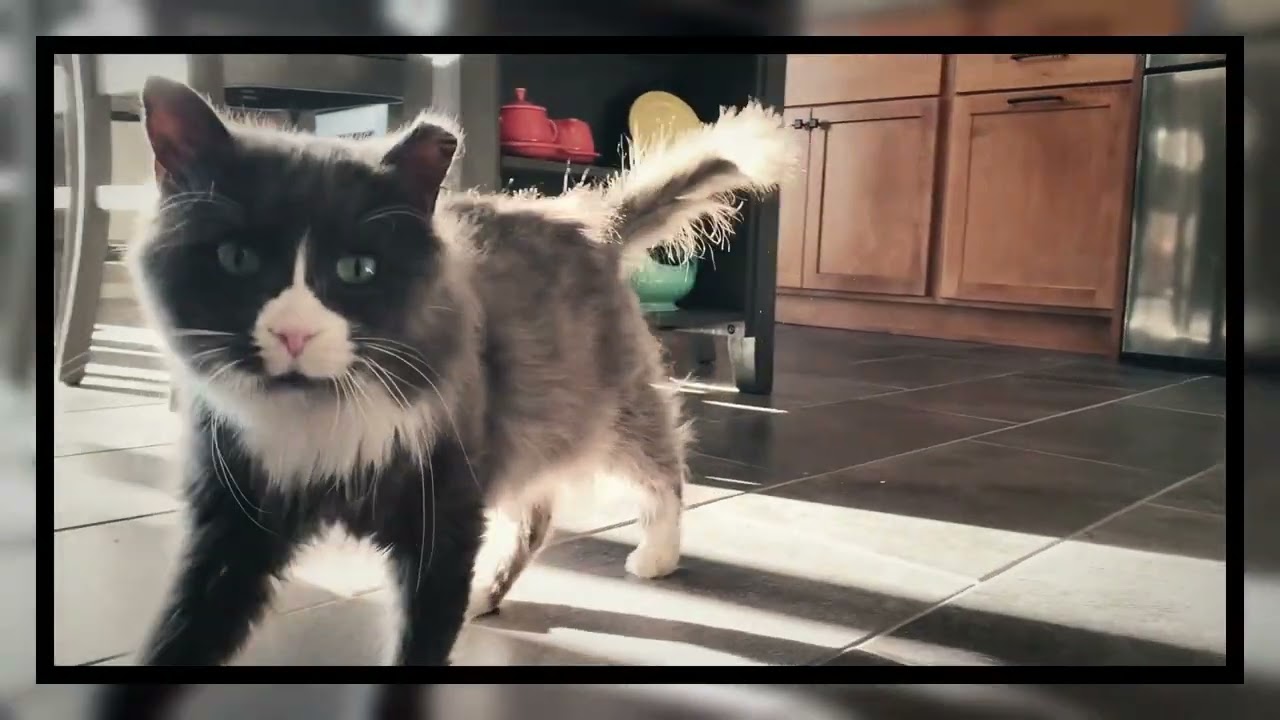 Enlarge Arnie, a Adoptable Domestic Medium Hair in Stockholm, WI video 5/6