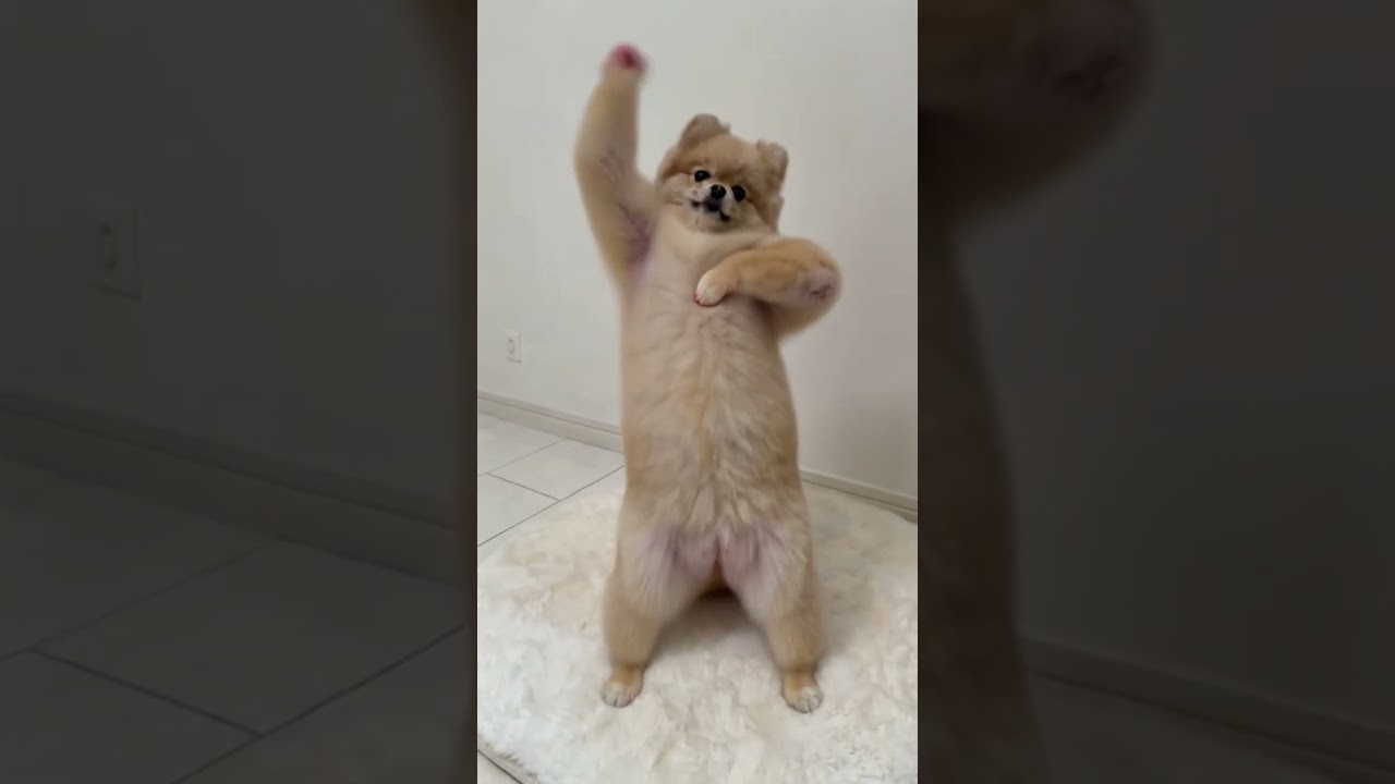 ダンシングしちゃうポメ