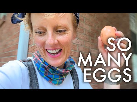 WE HAVE TOO MANY CHICKENS!!