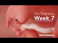 7 Weeks Pregnant What To Expect