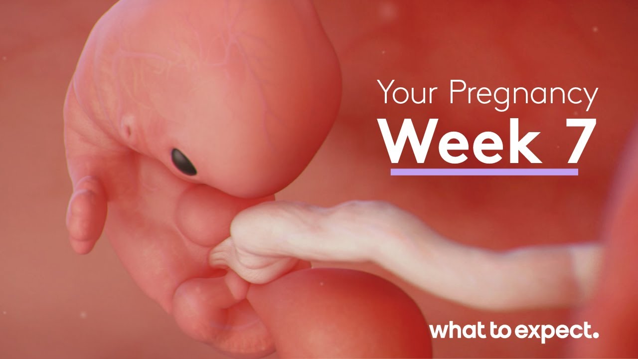 7 Weeks Pregnant - What to Expect - YouTube