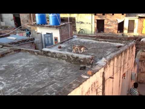 Cat does Michael Jackson impression with kitten