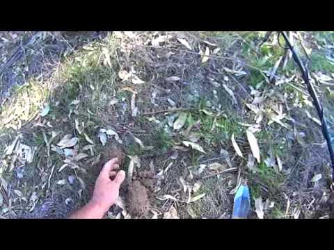 metal detecting coins galore