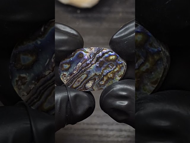 صدف فص متوهج اللون