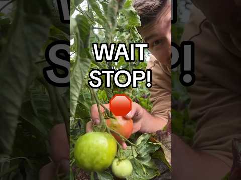 Don’t Harvest Your Tomatoes Like This! #garden #gardening #shorts